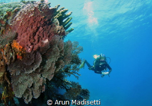 Scott Head Point by Arun Madisetti 